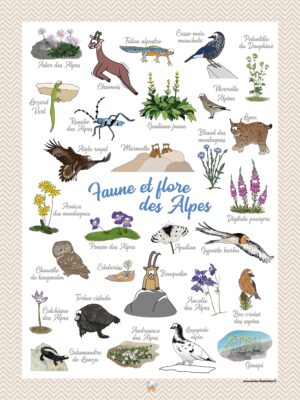 Affiche faune et flore des Alpes