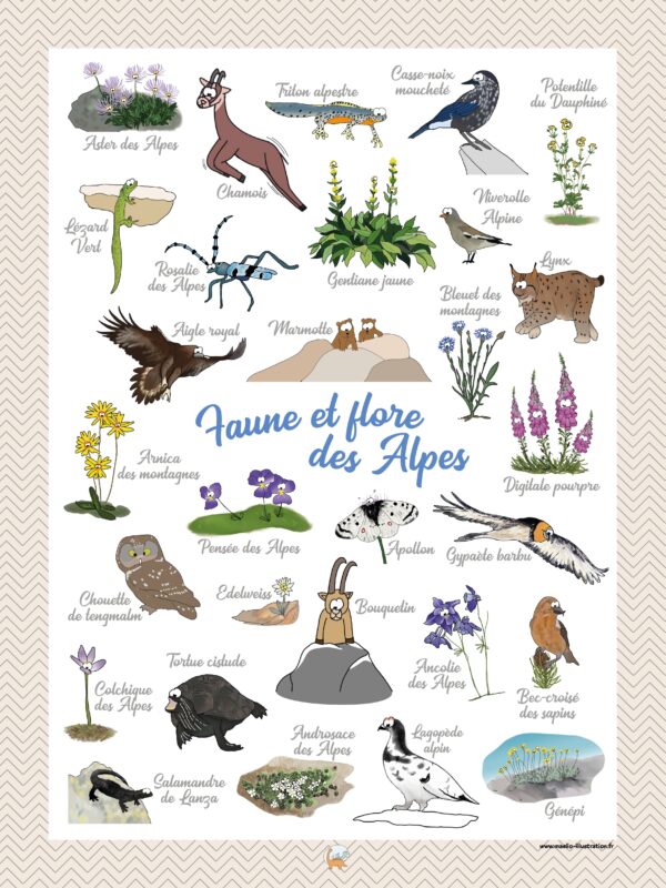 illustration faune et flore des alpes