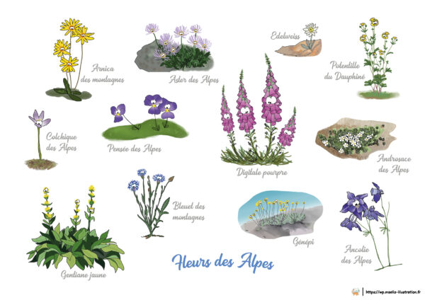 Illustration fleurs des Alpes