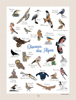 Affiche oiseaux des Alpes