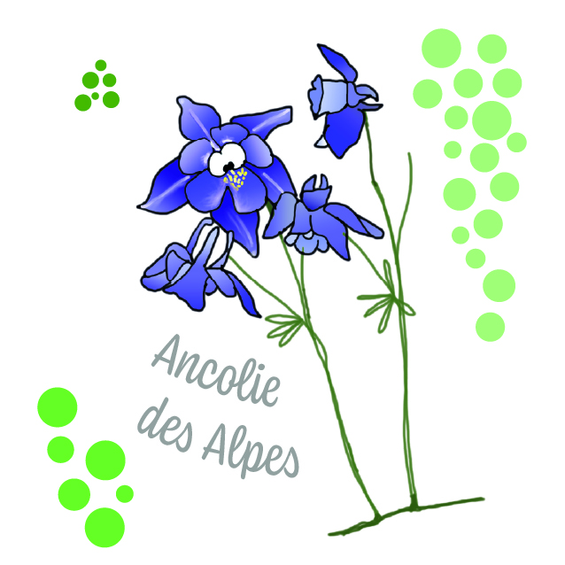 PRECOMMANDES Mémory Faune et Flore des Alpes – Image 4