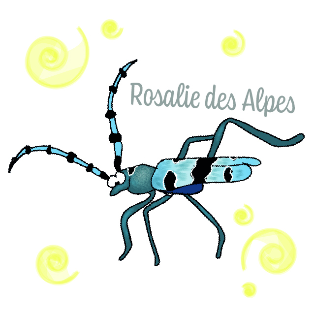 PRECOMMANDES Mémory Faune et Flore des Alpes – Image 3